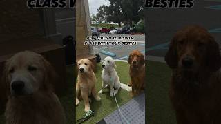 Golden retriever puppies go to swim class 🩵 goldenretriever puppies swimming [upl. by Koenig]