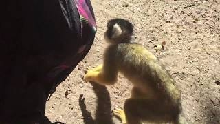 Blackcapped Squirrel Monkey steals my tissue packaging [upl. by Aziul218]