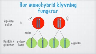 Klassisk genetik Monohybrid klyvning [upl. by Oralie398]