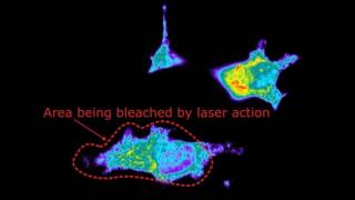 Fluorescence recovery after photobleaching FRAP on Hela Cells [upl. by Iuq]