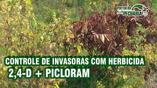 Controle de invasoras com herbicida  24D  Picloram [upl. by Kcirevam]