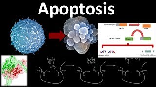 Apoptosis the programmed cell death [upl. by Anrehs]