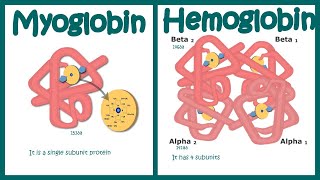 Hemoglobin vs Myoglobin [upl. by Gnal]