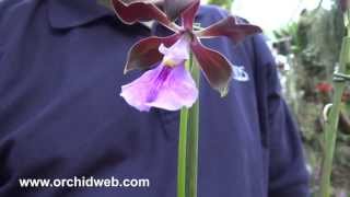 OrchidWeb  Encyclia cordigera [upl. by Moria448]