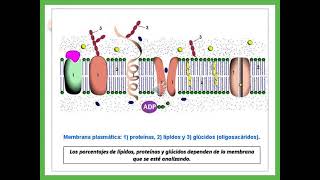 12  Membranas Biológicas [upl. by Eidnar862]