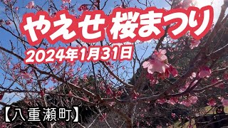 八重瀬岳【八重瀬町】2024年1月31日桜は何分咲き？ [upl. by Beata446]