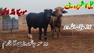 Pure Nili Top High breed Bull and buffalo for sale satluj Punjab TV [upl. by Zeena480]