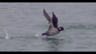 Bufflehead Duck Taking Off 1 HQ HD [upl. by Eednim]