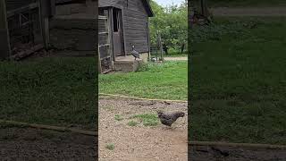 guinea fowl flying [upl. by Elockin]