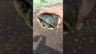 Kachbo Aapadi Vadiye🐢 farming sorts video કાચબો દેખાણો આજે તો youtube [upl. by Gerrilee]