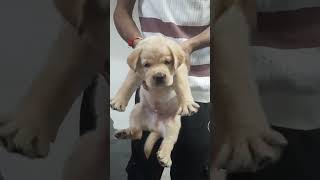 Labe male pup sale 9634 737080 music christmas [upl. by Relyt]