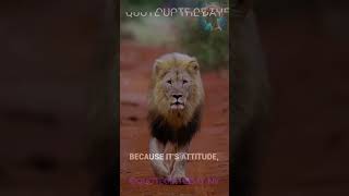 MG Why Lion is a king of Jungle  Motivational Video motivation shorts viral shortvideo quote [upl. by Zurheide870]