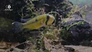 WC Apistogramma cf Cacatuoides Rio Purus with fry again [upl. by Naples]