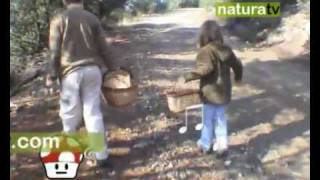 NaturaTV Bolets a la Seu dUrgell Part1 [upl. by Annahsal]