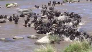 Wild Mara River Crossing 2 [upl. by Aiem]