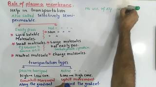 fluid mosaic model of plasma membrane structure and function  plasma membrane function [upl. by Schach886]