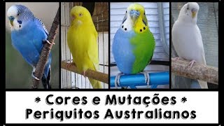 Cores e Mutações dos periquitos australianos [upl. by Jude878]