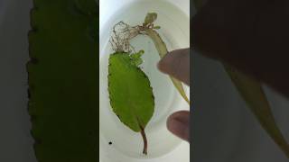 baby plants from leaf😱 🌱💚❤shortvideo plants viralvideo garden nature nature indoorplants [upl. by Fi]