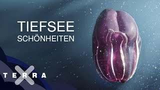 Unbekannte Tiere der Tiefsee [upl. by Zevahc]