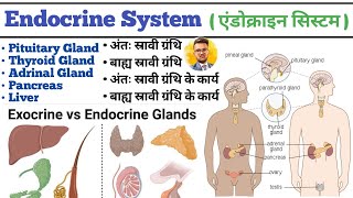 Endocrine System in hindi  Endocrine Gland  Pituitary Gland  Thyroid Gland  Liver  Pancreas [upl. by Bertrando47]