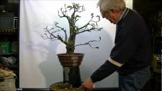 Bonsai Fagus sylvatica macotteren air layer 1 [upl. by Richara]