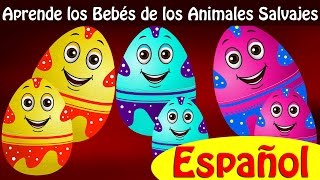 Aprende los Bebés de los Animales Salvajes y Sonidos de Animales Baby Wild Animals  ChuChu TV [upl. by Barsky]