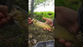 Cette cuillère Caperlan sauve ma session fishing trout caperlan truite [upl. by Gruver970]