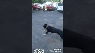 Pitbull Show Dogs   PAŞA [upl. by Cutcliffe641]