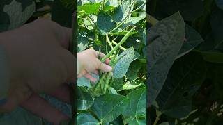 Cowpeas are almost ready to harvest gardening tipsandtricks legumes growyourownfood [upl. by Alliehs]