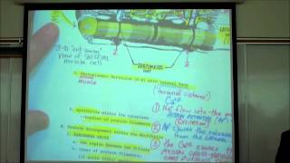 ANATOMY SKELETAL MUSCLE HISTOLOGY by Professor Fink [upl. by Tymon]