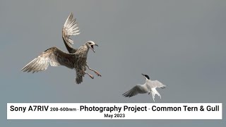 Sony A7RIV 200600mm  Photography Project  Common Tern amp Gull May 2023 [upl. by Anoblav]