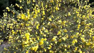 Genêt à balais Cytisus scoparius le jaune qui me plait [upl. by Aigroeg]