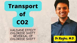 Transport of CO2  Haldane effect  Chloride shift  mbbs physiology respiration [upl. by Wrennie]