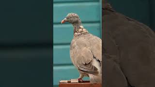 Woodpigeon with bad moulting [upl. by Deeas640]