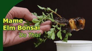 Starting Ulmus Mame Bonsai using summer cuttings [upl. by Iznyl]