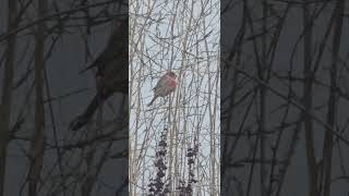 Finch munching on grass seeds [upl. by Oregolac]