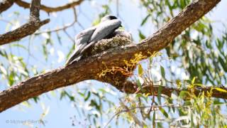 Nest of the Blackfaced CuckooShrike Coracina novaehollandiae [upl. by Netnilc420]