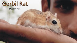 Gerbil Rodent Jerboa Or Desert Rat Full Documentary [upl. by Naujaj]