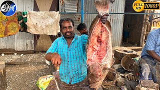 GROUPERS FISH WASTAGE amp EXPORT FISH CUTTING SKILLS🔪KASIMEDU FISH CUTTING🔪KF FISH CUTS [upl. by Uht255]