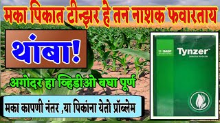 मका मध्ये टिन्झर हे तन नाशक वापरताय थांबा हा व्हिडीओ पूर्ण बघा अगोदर [upl. by Finley]