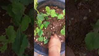 Chamanthi plants subscribe likes share support viralvideo follow likeandsubscribe indian [upl. by Guadalupe]