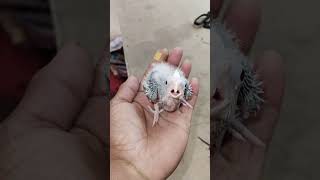 Pachlesh kokatel pid baby cockatil birds breeding [upl. by Esli610]