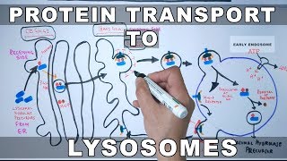 Lysosomal Protein Targeting [upl. by Kcirdle]