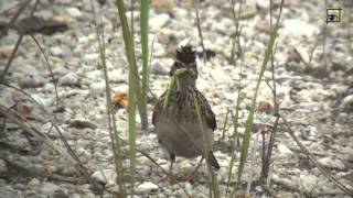 kuifleeuwerik met bidsprinkhaan in bek 20140730 Natuurkanaal [upl. by Daitzman152]