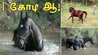 இத செஞ்சாதான் குதிரை நீங்க சொல்லறதை கேட்குமாம்  Horse Training horseriding horsetraining [upl. by Anthea]