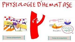 Physiologie dhémostase [upl. by Durwin]