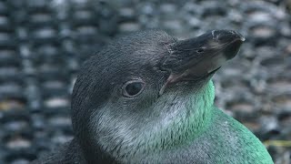 Zoo treats rescued penguins after Peru oil spill  AFP [upl. by Talie651]