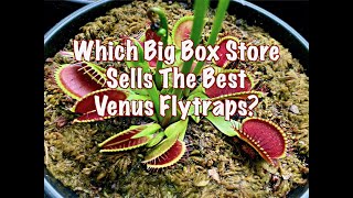 Which Big Box Store Sells The Best Venus Flytraps [upl. by Omocaig983]