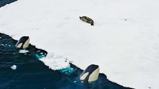 Incredible Orca Hunt  Frozen Planet II  BBC Earth [upl. by Ihc374]