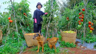 Full Video Harvesting tomatoes To Market Sell  Farm  Tieu Lien [upl. by Enirehtahc350]